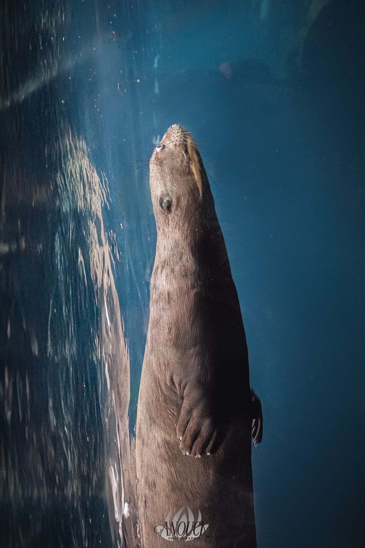 Photographe du vivant en Suisse Romande