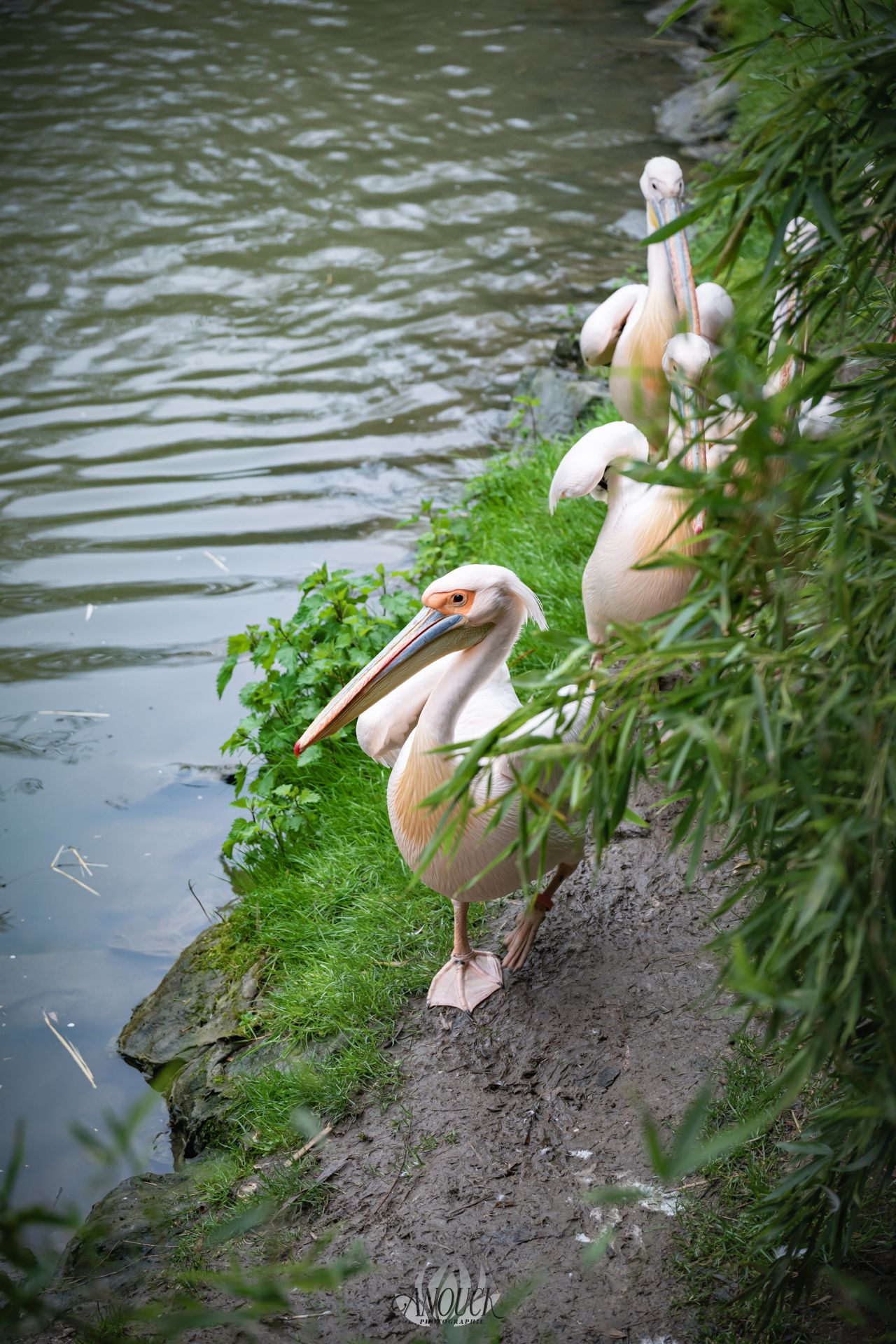 Photographe du vivant en Suisse Romande