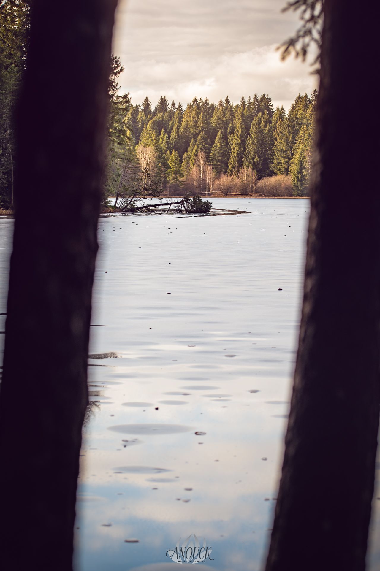 Photographie de l'étang de Gruère dans le Jura Bernois