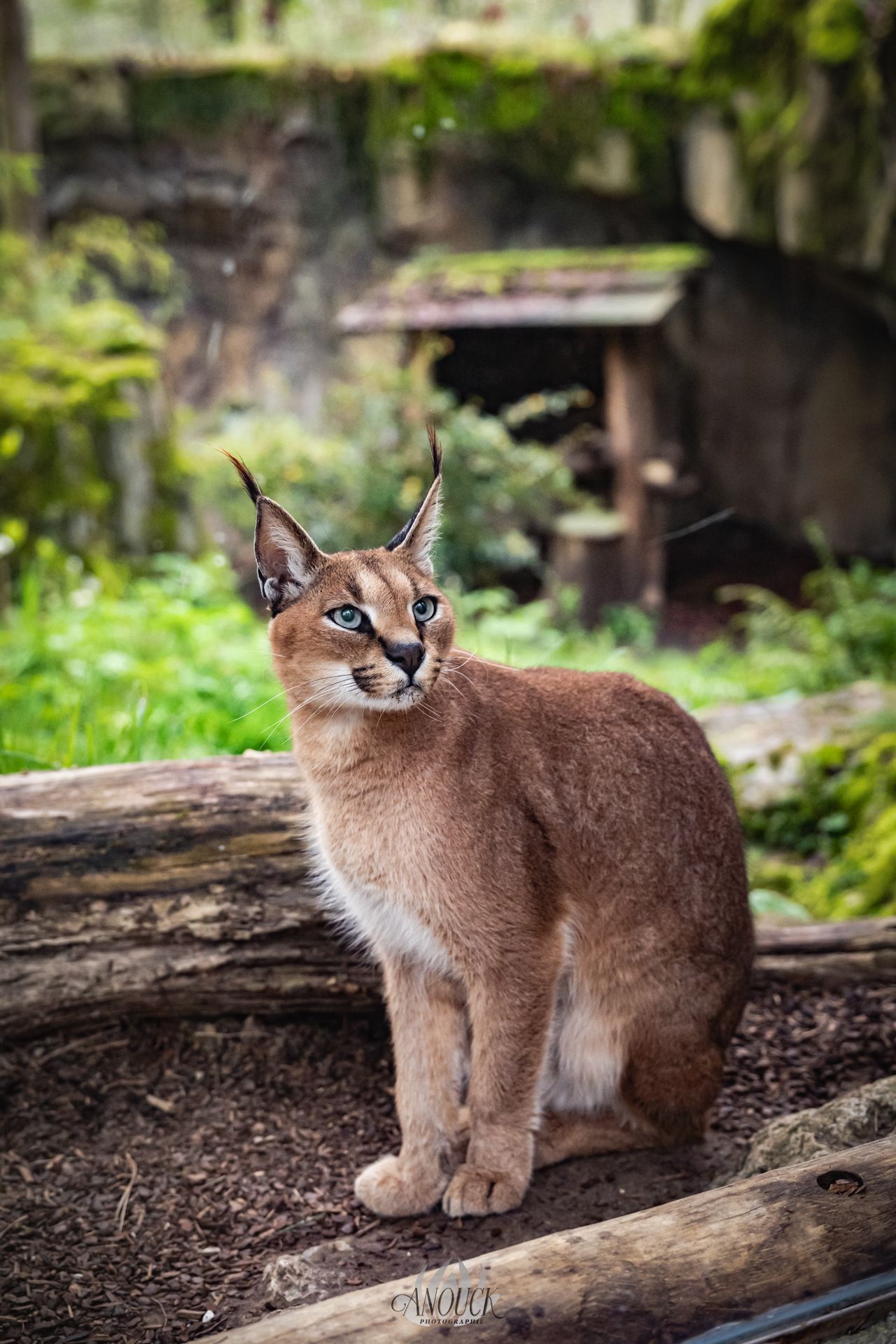 Photographe du vivant en Suisse Romande