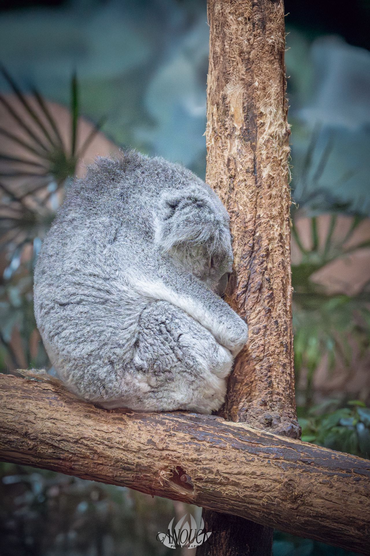 Photographe du vivant en Suisse Romande